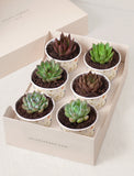 Succulents in mini cups with an occasion. - Image 
