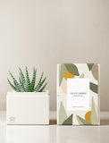 Succulents in gift box. - Image 