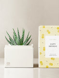 Succulents in gift box. - Image 