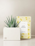 Succulents in gift box. - Image 