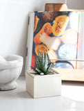 Succulents in gift box. - Image 