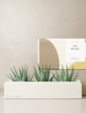 Succulents in gift box. - Image 