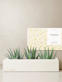Succulents in gift box. - Image 