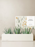 Succulents in gift box. - Image 