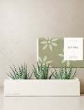 Succulents in gift box. - Image 