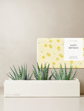 Succulents in gift box. - Image 