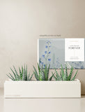 Succulents in gift box. - Image 