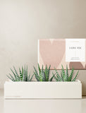 Succulents in gift box. - Image 