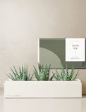 Succulents in gift box. - Image 