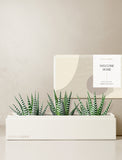 Succulents in gift box. - Image 