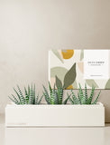 Succulents in gift box. - Image 