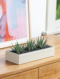 Succulents in gift box. - Image 