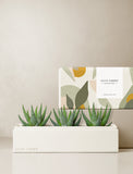 Succulents in gift box. - Image 