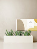 Succulents in gift box. - Image 