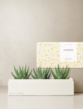 Succulents in gift box. - Image 