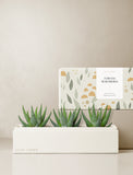 Succulents in gift box. - Image 