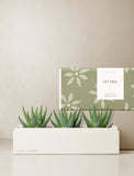 Succulents in gift box. - Image 