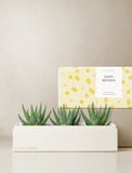 Succulents in gift box. - Image 