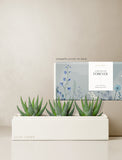Succulents in gift box. - Image 