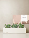 Succulents in gift box. - Image 