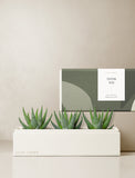 Succulents in gift box. - Image 