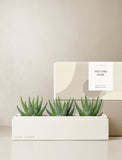Succulents in gift box. - Image 