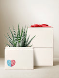 Zebra succulent in a white gift box featuring a patriotic heart decal and a red ribbon topper. - Image 