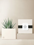 Succulents in gift box. - Image 