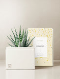 Succulents in gift box. - Image 
