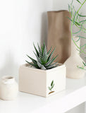 Succulents in gift box. - Image 