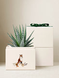 Succulents in gift box. - Image 