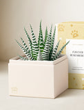 Succulents in gift box. - Image 