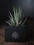 Succulents in gift box. - Image 
