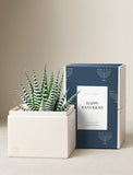 Succulents in gift box. - Image 
