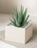 Succulents in gift box. - Image 