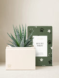 Succulents in gift box. - Image 
