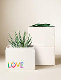 Succulents in gift box. - Image 