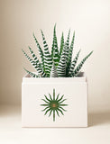 Succulents in gift box. - Image 