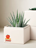 Succulents in gift box. - Image 