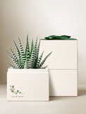 Zebra succulent in a white gift box with a green ribbon and rest and renew botanical print. - Image 