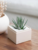 Succulents in gift box. - Image 