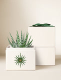 Succulents in gift box. - Image 