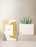 Succulents in gift box. - Image 