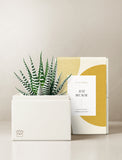 Succulents in gift box. - Image 