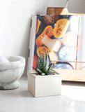 Succulents in gift box. - Image 