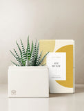 Succulents in gift box. - Image 