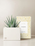 Succulents in gift box. - Image 