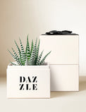 Succulents in gift box. - Image 