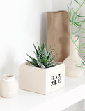 Succulents in gift box. - Image 