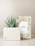 Succulents in gift box. - Image 
